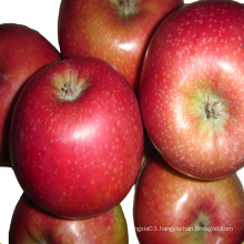 Jiguan apple fruit market prices